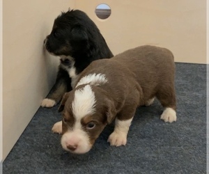 Australian Shepherd Puppy for sale in SKY ACRES, VT, USA