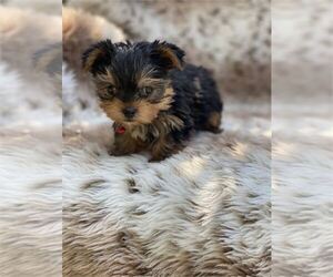 Yorkshire Terrier Puppy for sale in FORT LAUDERDALE, FL, USA