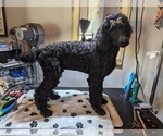 Small #43 Poodle (Standard)