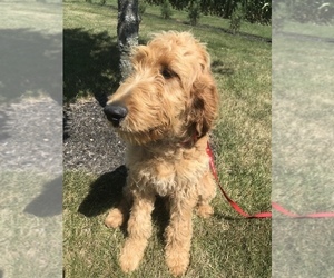 Irish Doodle Puppy for sale in GOSHEN, IN, USA