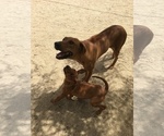 Small Photo #67 Rhodesian Ridgeback Puppy For Sale in MORONGO VALLEY, CA, USA