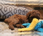 Small Photo #3 Miniature Labradoodle Puppy For Sale in MANHEIM, PA, USA