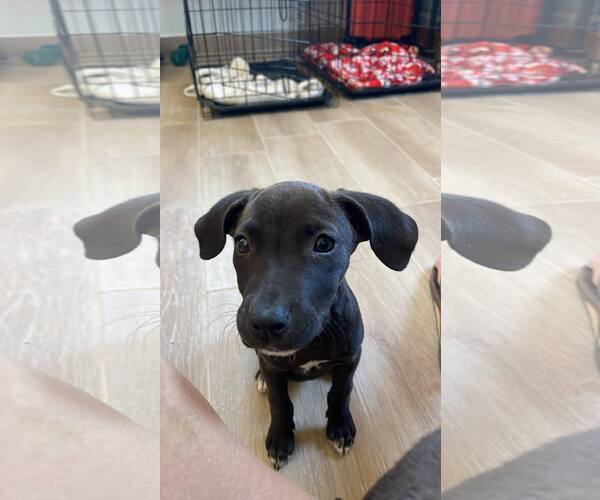 Medium Photo #3 Dachshund-German Shorthaired Pointer Mix Puppy For Sale in Arlington, WA, USA