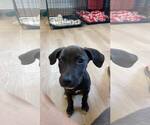 Small #2 Dachshund-German Shorthaired Pointer Mix
