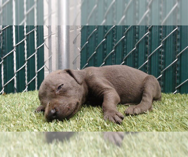 Medium Photo #1 Mutt Puppy For Sale in Downey, CA, USA