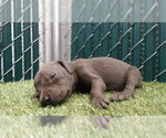 REESE - Male Mutt Dog for Adoption - Small photo