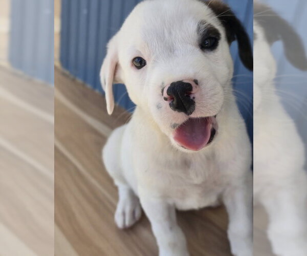Medium Photo #2 American Staffordshire Terrier-Unknown Mix Puppy For Sale in Lakewood, CO, USA