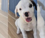Small #1 American Staffordshire Terrier Mix