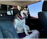 Small #4 Siberian Husky Mix