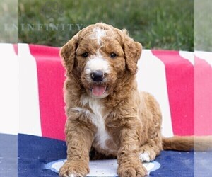 Goldendoodle Puppy for sale in GAP, PA, USA