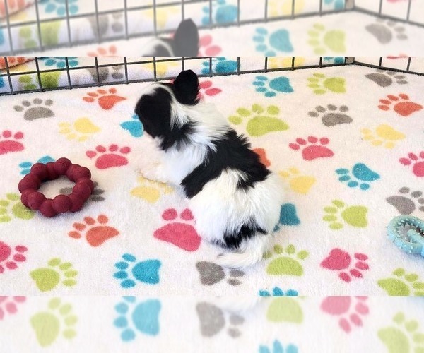 Medium Photo #3 Papitese Puppy For Sale in ORO VALLEY, AZ, USA