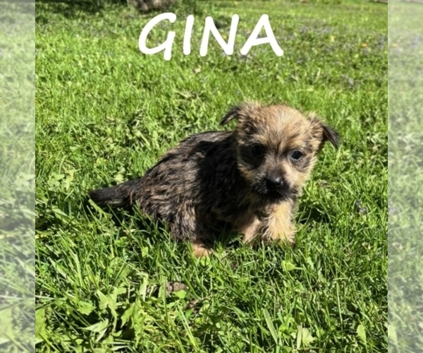 Medium Photo #2 Cairnoodle Puppy For Sale in HARTLAND, MN, USA