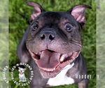 Small #2 American Pit Bull Terrier