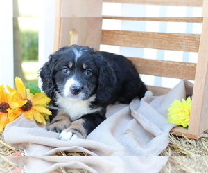 Miniature Bernedoodle Puppy for sale in SHILOH, OH, USA