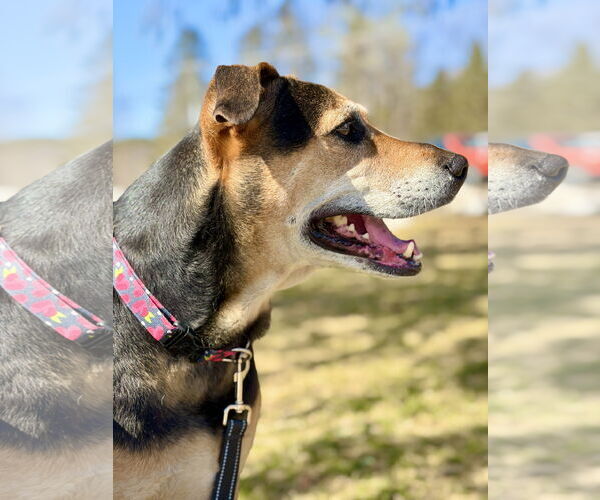 Medium Photo #3 Mutt Puppy For Sale in West Cornwall, CT, USA