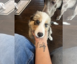 Border Collie Puppy for sale in FREEMAN, MO, USA