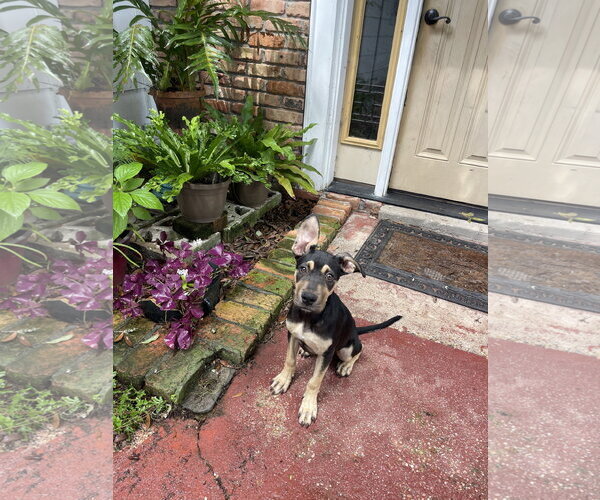 Medium Photo #1 Great Dane-Unknown Mix Puppy For Sale in Mobile, AL, USA