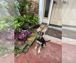 Great Dane-Unknown Mix Dogs for adoption in Mobile, AL, USA