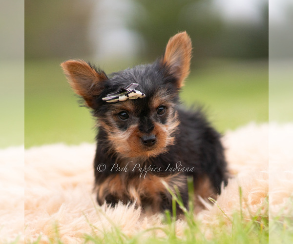 Medium Photo #91 Yorkshire Terrier Puppy For Sale in WARSAW, IN, USA