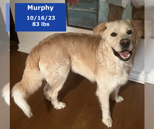 Medium Photo #3 Golden Pyrenees Puppy For Sale in West Hollywood, CA, USA