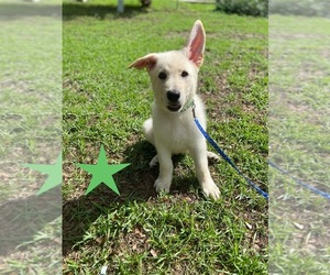German Shepherd Dog Puppy for Sale in ALACHUA, Florida USA