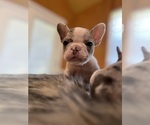 Small #1 French Bulldog