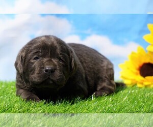 Labrador Retriever Puppy for sale in FREDERICKSBG, OH, USA