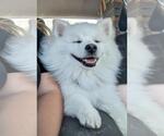 Small American Eskimo Dog