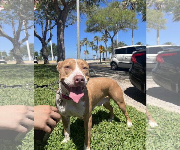 Medium Photo #2 Mutt Puppy For Sale in Sanford, FL, USA