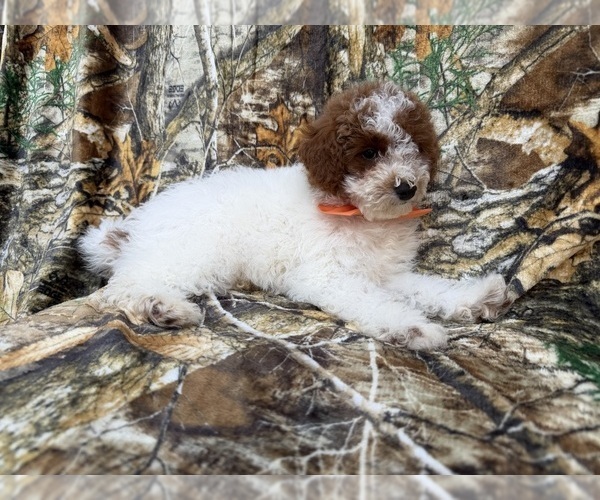 Medium Photo #7 Poodle (Miniature) Puppy For Sale in LAKELAND, FL, USA