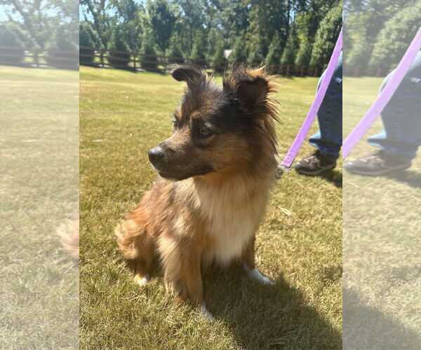 Medium Photo #4 Mutt Puppy For Sale in Greenville, SC, USA