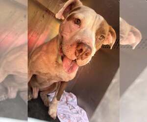 American Pit Bull Terrier-Unknown Mix Dogs for adoption in Rowlett, TX, USA