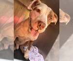 Small American Pit Bull Terrier Mix