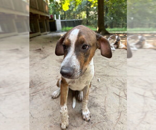 Medium Photo #2 Mutt Puppy For Sale in Oak Bluffs, MA, USA
