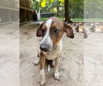 Small #1 Mutt