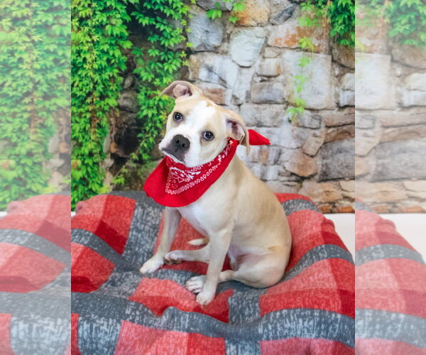 Medium Photo #5 Boxer Puppy For Sale in Kennesaw, GA, USA