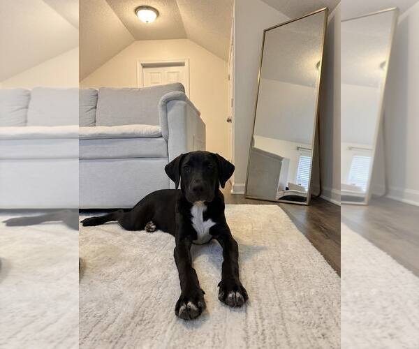 Medium Photo #2 Labrador Retriever-Unknown Mix Puppy For Sale in Sanderson, FL, USA