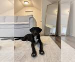Small #1 Labrador Retriever Mix