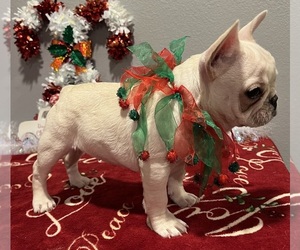 French Bulldog Puppy for sale in BOLIVAR, MO, USA