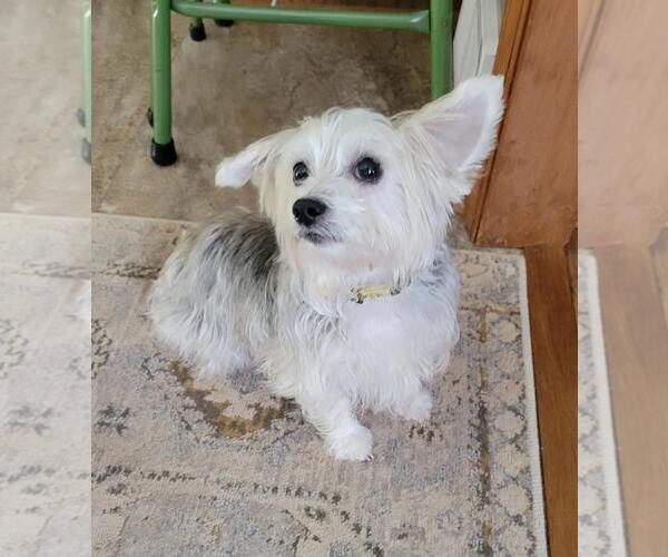 Medium Photo #2 Maltese-Unknown Mix Puppy For Sale in Greensboro, NC, USA