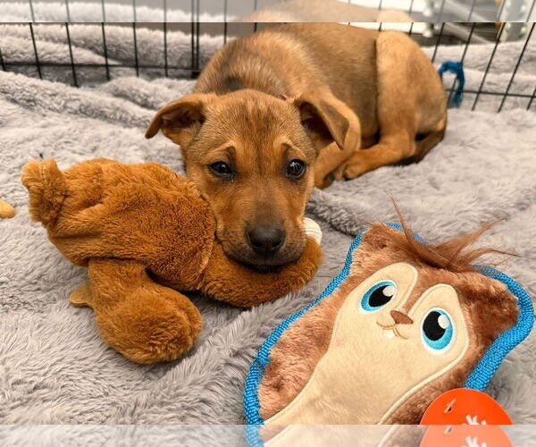 Medium Photo #3 Mutt Puppy For Sale in Uwchlan, PA, USA