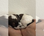 Small #4 Bernedoodle (Miniature)