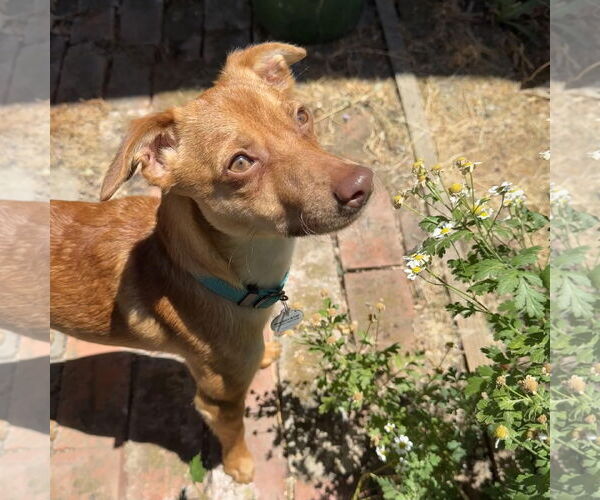 Medium Photo #2 Chihuahua-Unknown Mix Puppy For Sale in San Jose, CA, USA