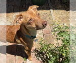 Small #1 Chihuahua Mix
