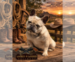 Small Photo #1 French Bulldog Puppy For Sale in JACKSBORO, TX, USA