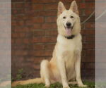 Small #3 German Shepherd Dog Mix
