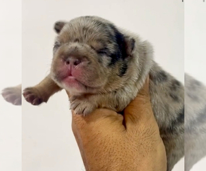 French Bulldog Puppy for sale in ATLANTA, GA, USA