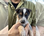 Small #1 Australian Cattle Dog