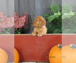 Rudolf - Male Golden Retriever Puppy for Sale - Photo #2