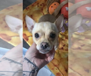 Chiranian Dogs for adoption in Pottstown, PA, USA